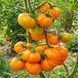 YELLOW RIFFLED TOMATO
