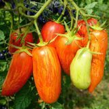 DJALLPA TOMATO