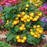 MICRO DWARF AZTEK TOMATO