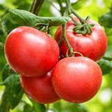 PEACH BLOW SUTTON TOMATO