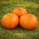 SCYTHIAN GOLD TOMATO