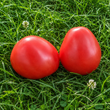 TIBETAN HEART TOMATO