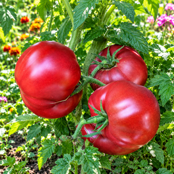 DWARF BORONIA TOMATO