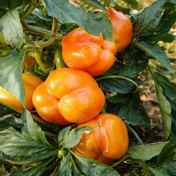 ORANGE CUBE-SHAPED PEPPER