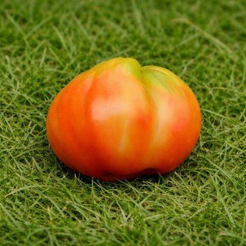YEE CHAN'S UNCLE'S OXHEART TOMATO