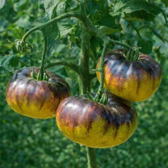 chupa-chups-tomato-