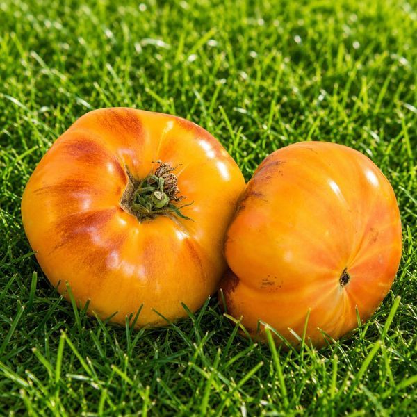 CHUPA-CHUPS TOMATO