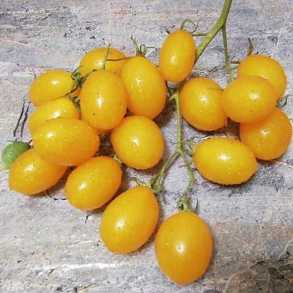 СОНЯЧНІ ЗАЙЧИКИ (SUN BUNNIES) ТОМАТ