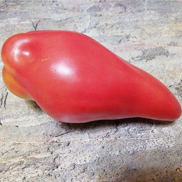 ТЮЛЬПАН РОЗОВЫЙ (TULIP PINK) ТОМАТ