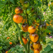ATOMIC SUNSET TOMATO