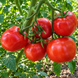 WONDER OF SIBERIA TOMATO