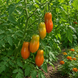 FLASHTOMATEN CHOCOLATE TOMATO