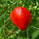 TETON DE VENUS TOMATO