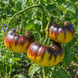 CHUPA-CHUPS TOMATO