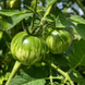 ABRACAZEBRA GREEN TOMATO