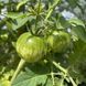 ABRACAZEBRA GREEN TOMATO