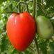 AMOS COLI TOMATO