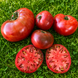 CARBON TOMATO