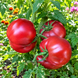 DWARF BORONIA TOMATO