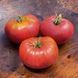 GIANT BELGIUM TOMATO