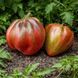 GOLDEN SWORD TOMATO