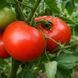 NECTAR TOMATO