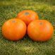 SCYTHIAN GOLD TOMATO