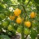 SUN BUNNIES TOMATO