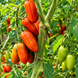 SWEET CASADY TOMATO