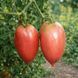 TULIP PINK TOMATO
