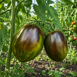 ATOMIC FUSION TOMATO