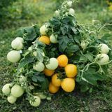 MICRO DWARF NEBOLSHOY LIMON TOMATO