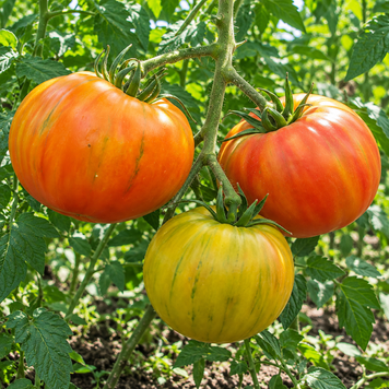 MOSSY OAK TOMATO