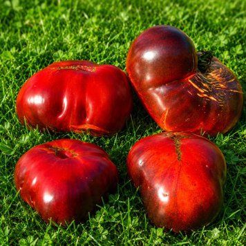BLACK RAJA TOMATO