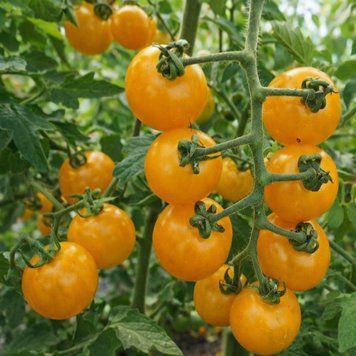 MALERIA TOMATO