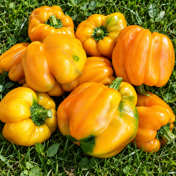 ORANGE BELL