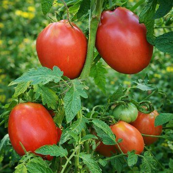 PEPPER-SHAPED STRONGHOLD TOMATO