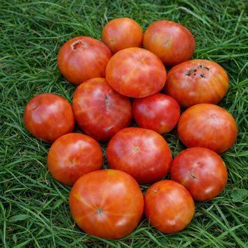 RAINBOW CHERRY TOMATO