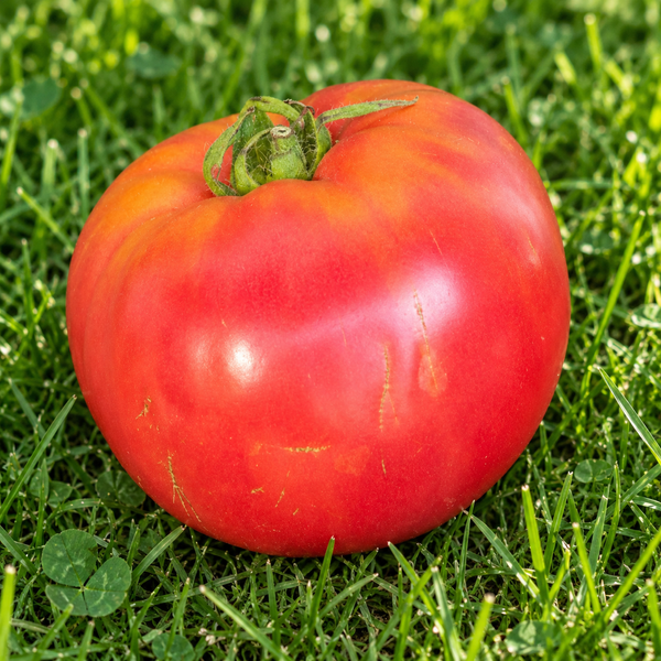 HEATHERINGTON PINK TOMATO