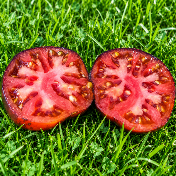 DWARF LEPRECHAUN ROBS F6 TOMATO