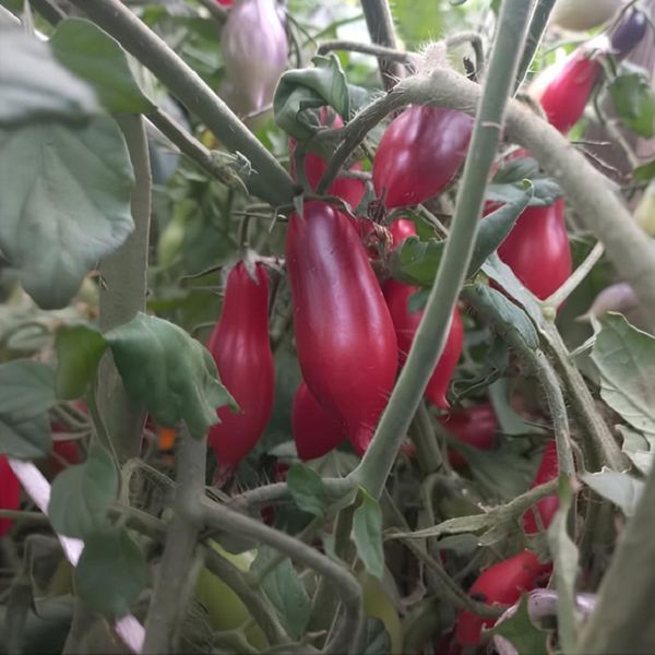KUMQUAT PINK OPAL TOMATO