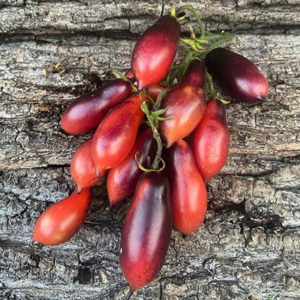 КУМКВАТ РОЖЕВИЙ ОПАЛ (KUMQUAT PINK OPAL) ТОМАТ