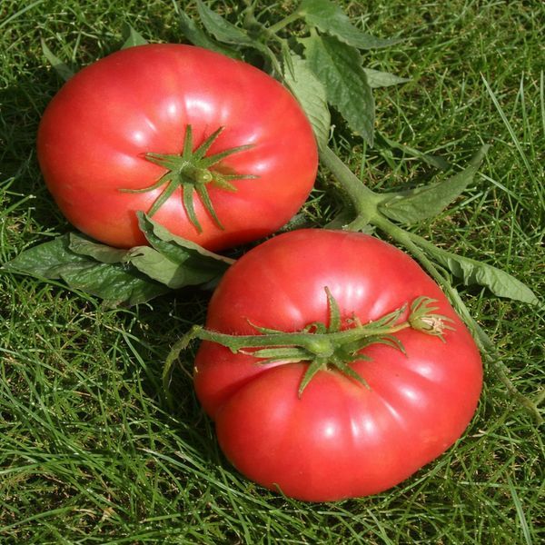 МИР МАРИАННЫ ТОМАТ