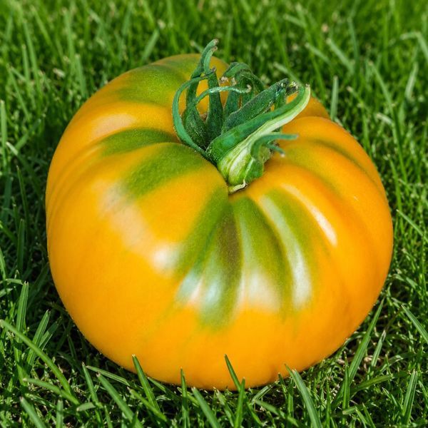 YUKO'S PERSIMMON PERFECTION TOMATO