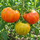 MOSSY OAK TOMATO