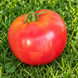 HEATHERINGTON PINK TOMATO