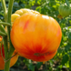 PEARL&rsquo;S YELLOW PINK TOMATO