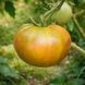 ABSINTHE TOMATO