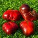 BLACK RAJA TOMATO