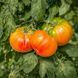 CARMELLA'S YELLOW STRIPES TOMATO
